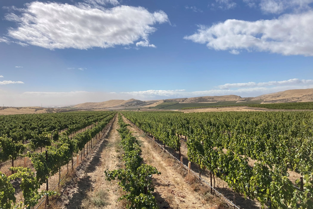 rkp-vineyard
